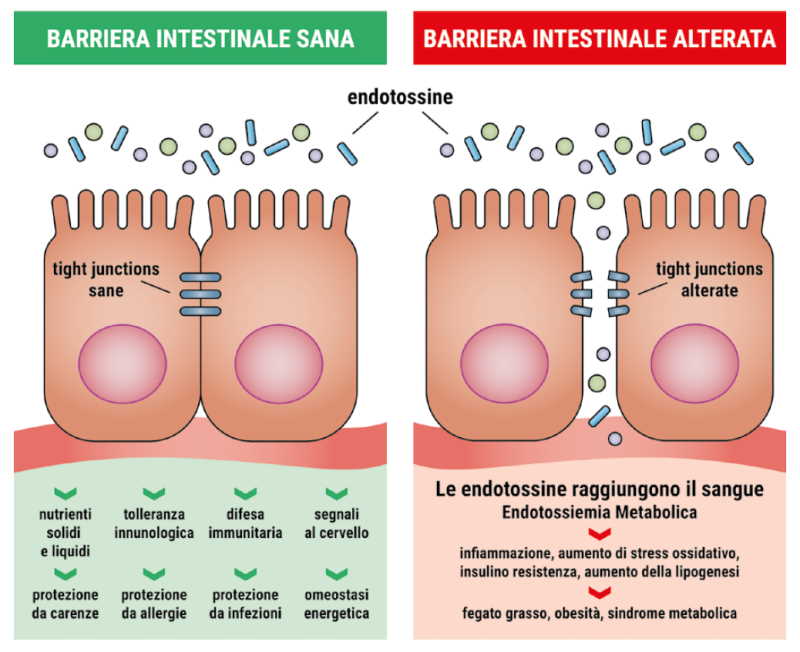 leaky gut syndrome dell'intestino permeabile