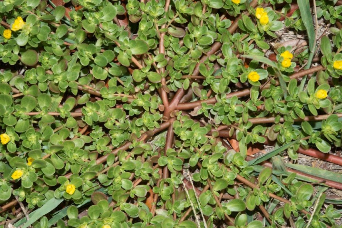 portulaca oleracea