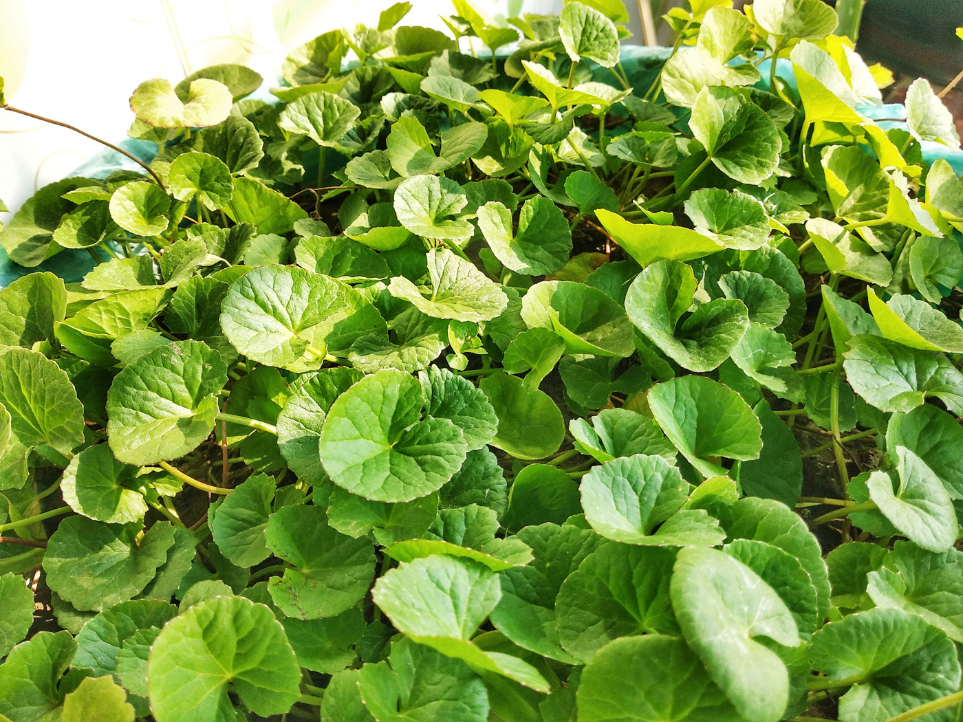 centella asiatica integratore ritenzione idrica