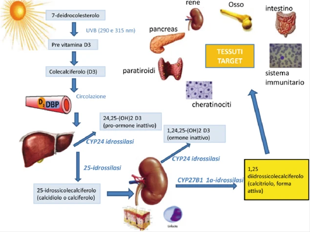 Sarcopenia alimentazione