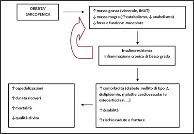 Sarcopenia cause