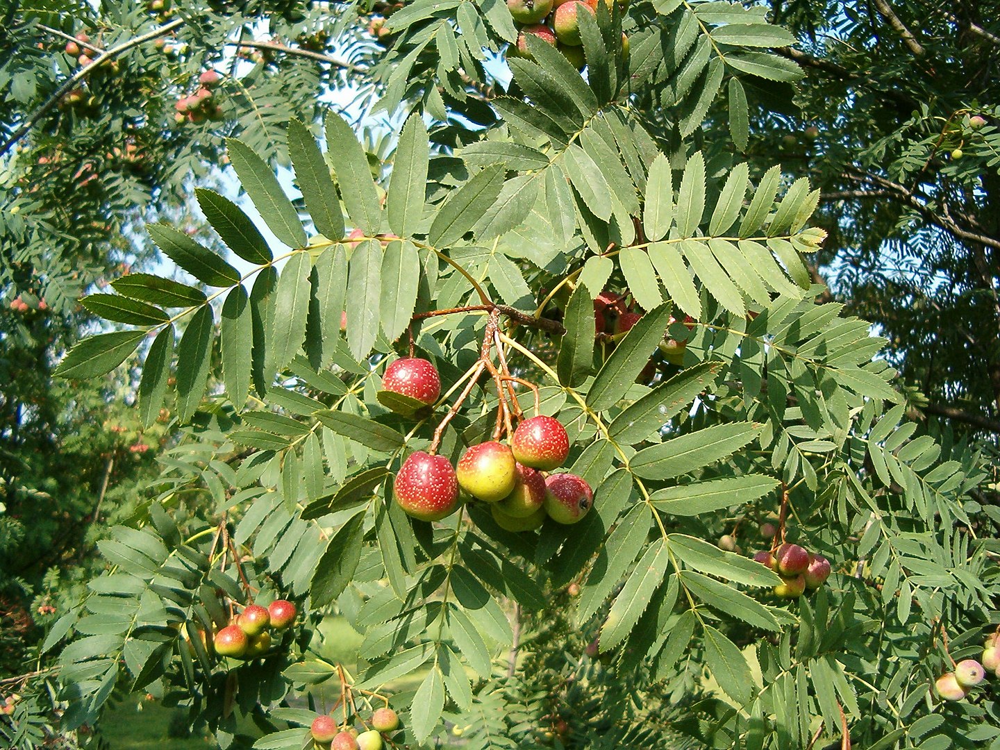 sorbe frutto dieta